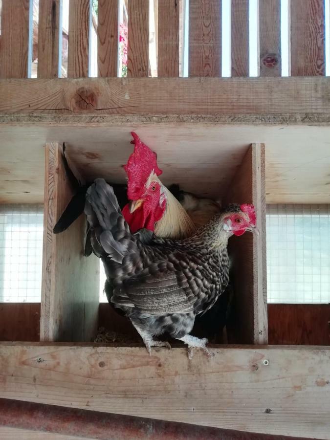 Agriturismo Luech Picedac لا فالي المظهر الخارجي الصورة